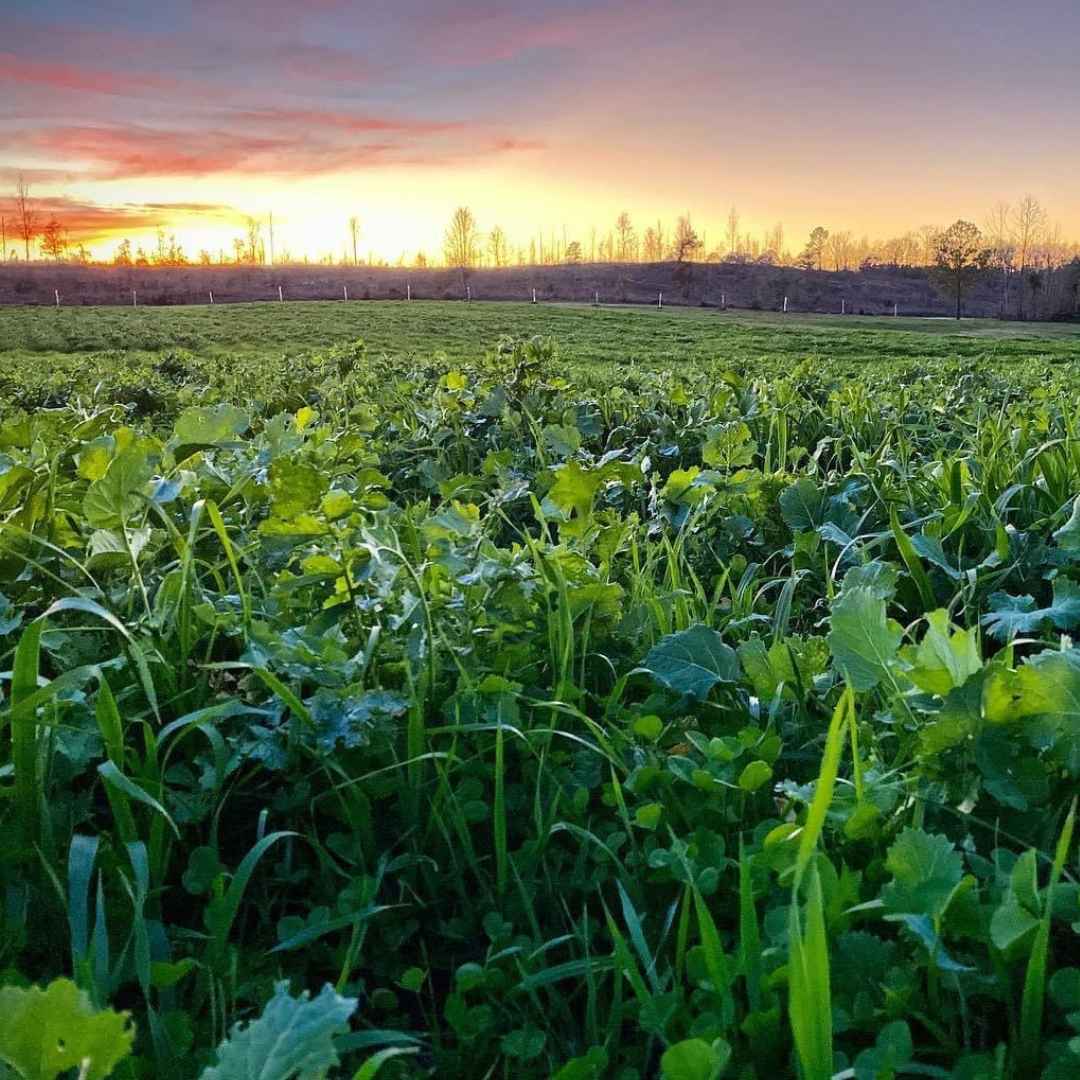 Best Deer Food Plot Seed Blends for Bigger Bucks | Plotmaster